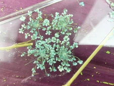 Силікон Гербарій dandelion Huawei P30 - 3