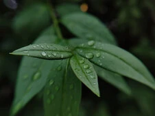 Макро лінза LQ-190 + led flash light pink - 2