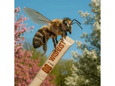 Lip Balm WISHLIST blessed honey - 2