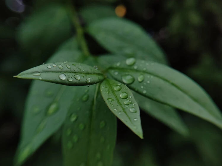 Макро лінза LQ-190 + led flash light pink