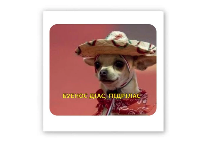 3D стикер Stix чихуахуа в шляпе буэнос